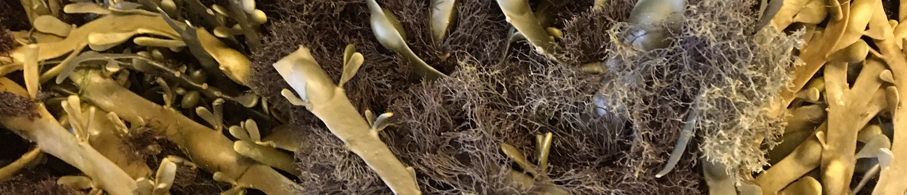 Seaweed