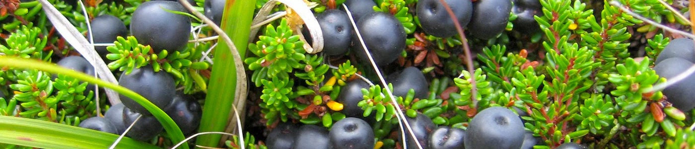 Berries