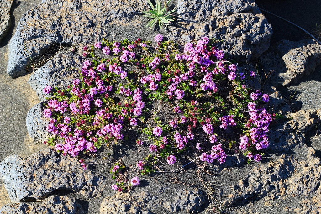 Arctic thyme / Innihald: Blóðberg / Thymus praecox