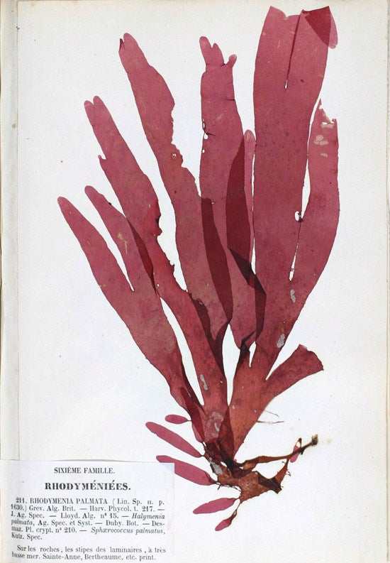 Smoked Dulse 30gr