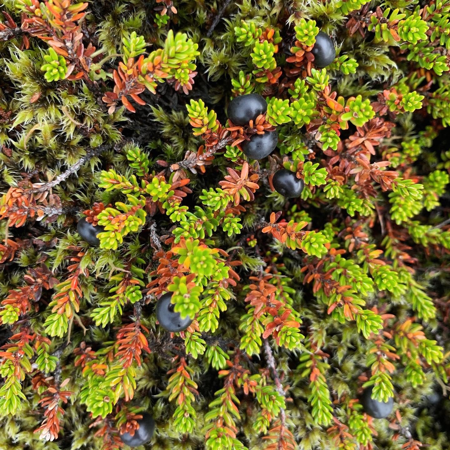 Crowberry Dried Powder