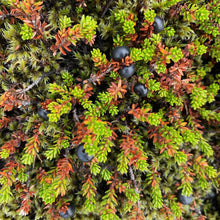 Load image into Gallery viewer, Crowberry dried powder/ Innihald: Krækiberjaduft