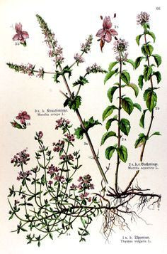 Arctic thyme / Innihald: Blóðberg / Thymus praecox