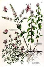Load image into Gallery viewer, Arctic thyme / Innihald: Blóðberg / Thymus praecox