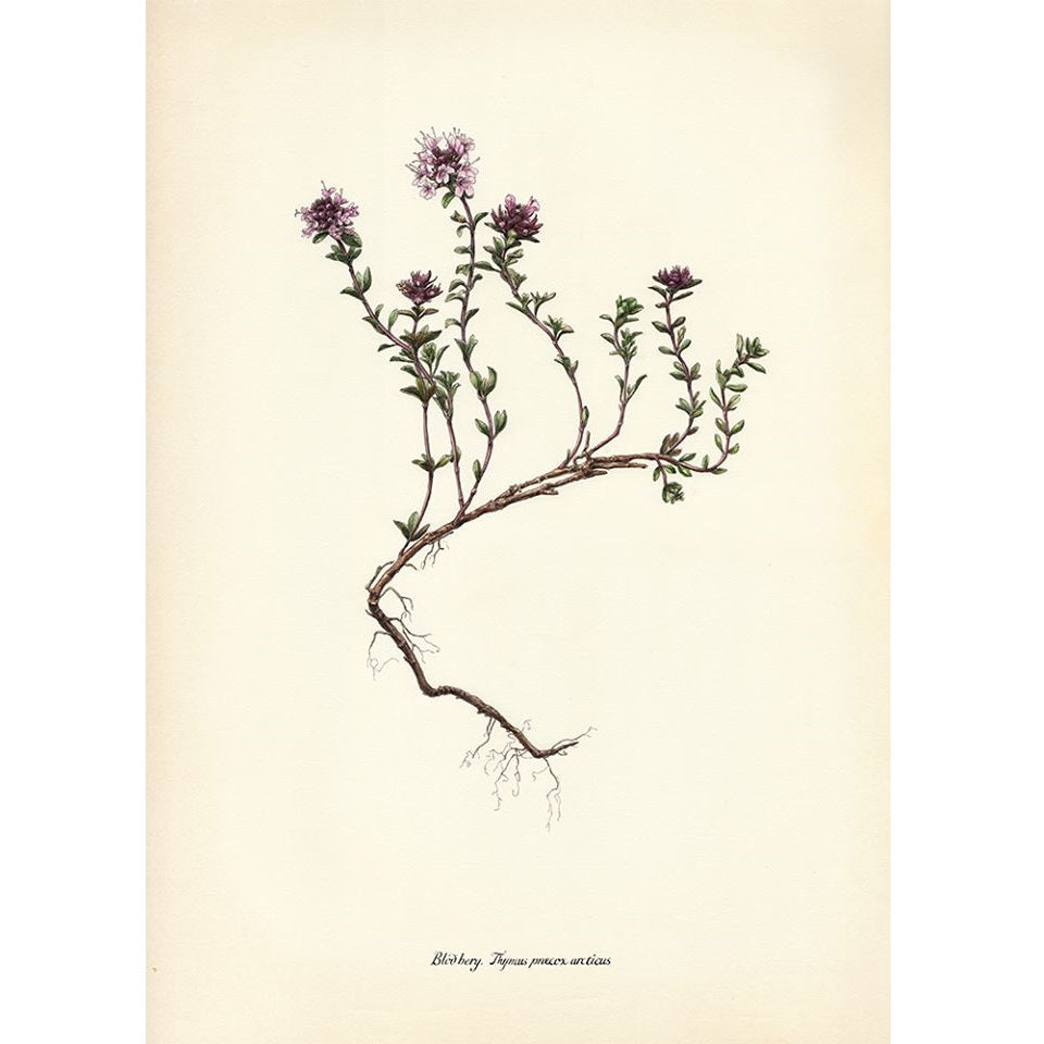 Arctic thyme / Innihald: Blóðberg / Thymus praecox