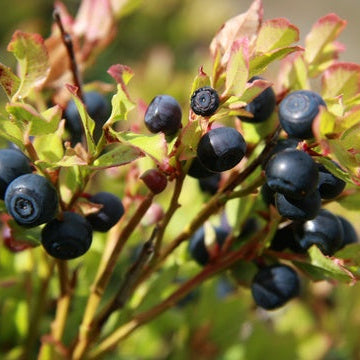 Bilberries dried powder