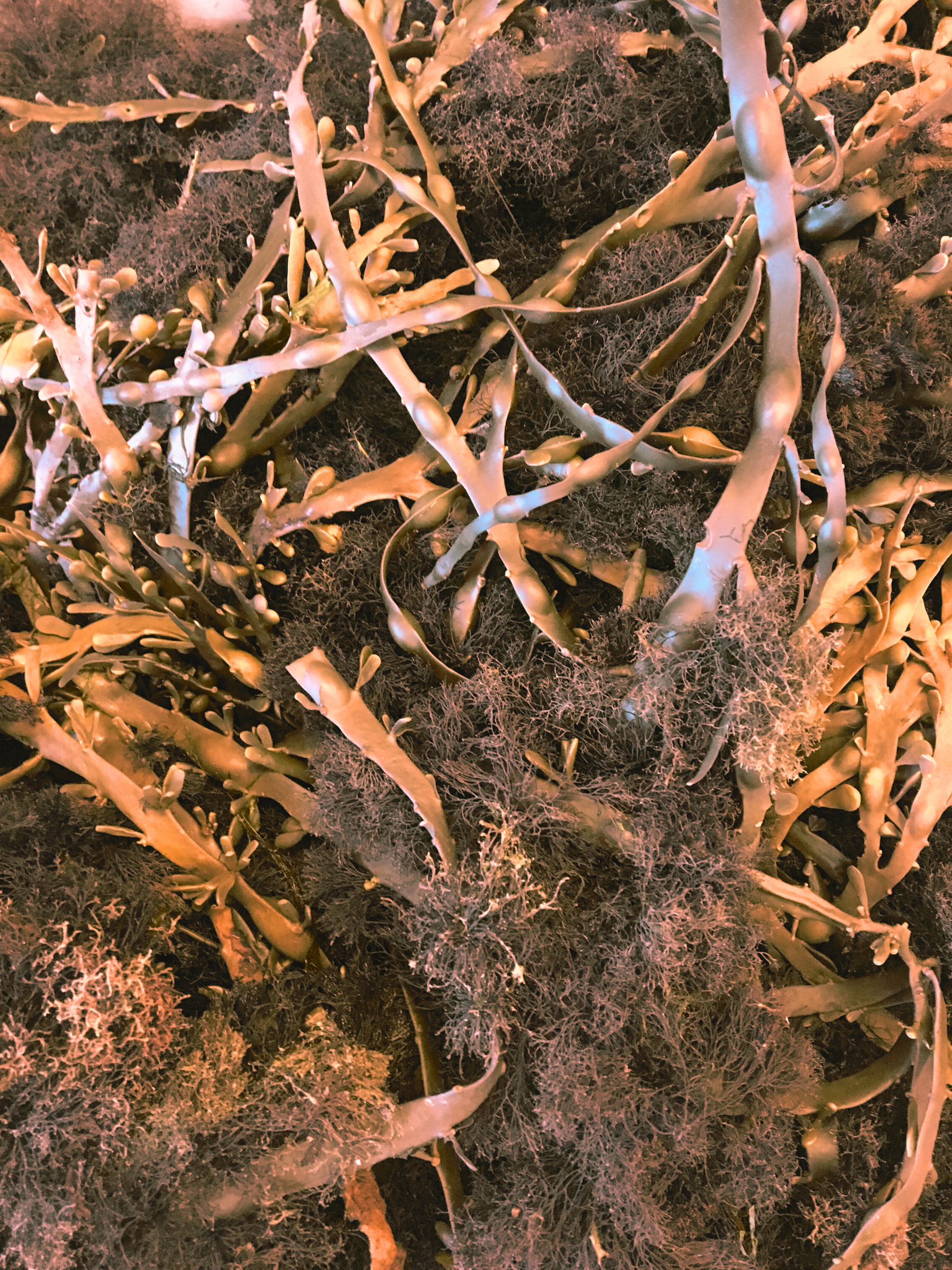Icelandic seaweed gathered from clean coastal waters