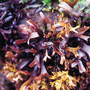 Irish Moss 250gr