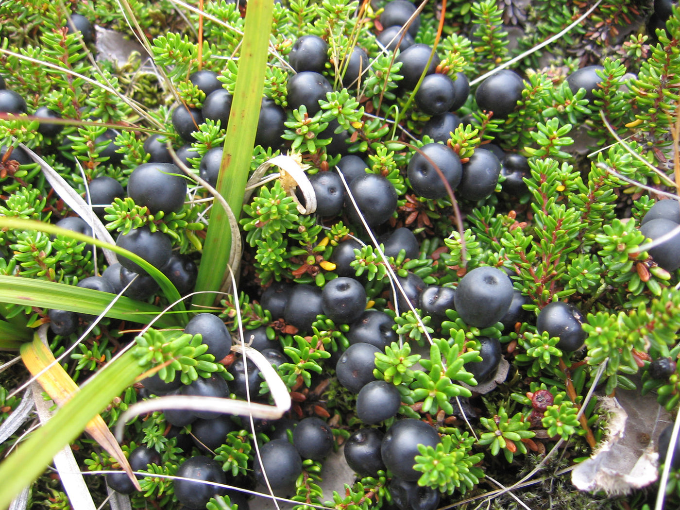 Wild Icelandic crowberries
