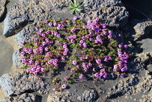 Load image into Gallery viewer, Arctic thyme / Innihald: Blóðberg / Thymus praecox