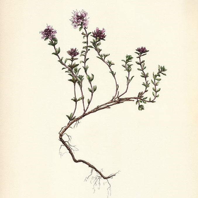 Arctic thyme