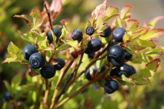 Bilberry jam