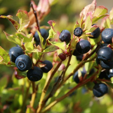 Frozen Bilberries